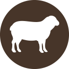 Lamb icon